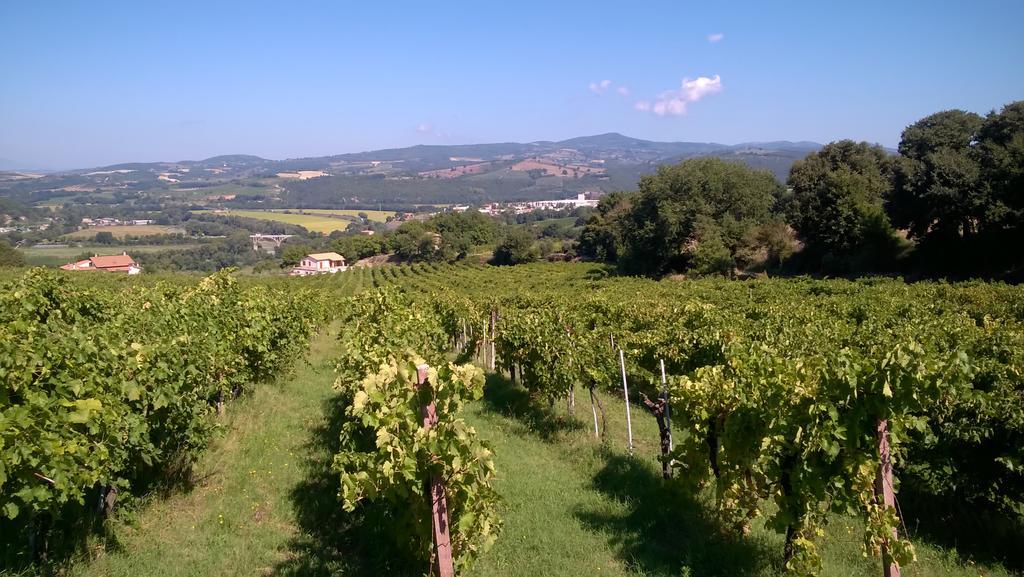 Apartament Agriturismo La Vite E L'Ulivo Baschi Zewnętrze zdjęcie